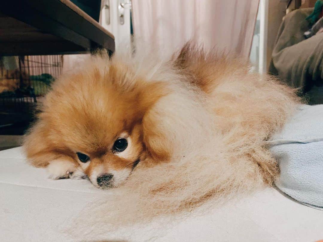 r_oseのインスタグラム：「I know my tail is so fluffy 🦁〰️」