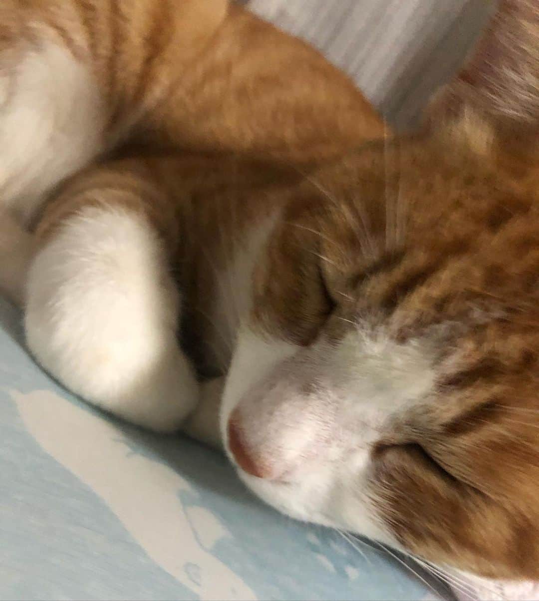 中野みやびのインスタグラム：「ねとくん  #ねと #cat #ねこすたぐらむ #ねこ #ねこのいる生活 #猫のいる暮らし #猫 #愛猫 #ペット #pet #寝顔 #天使 #可愛い #大好き #相棒 #家族 #おやすみ #wawawa #みやび」