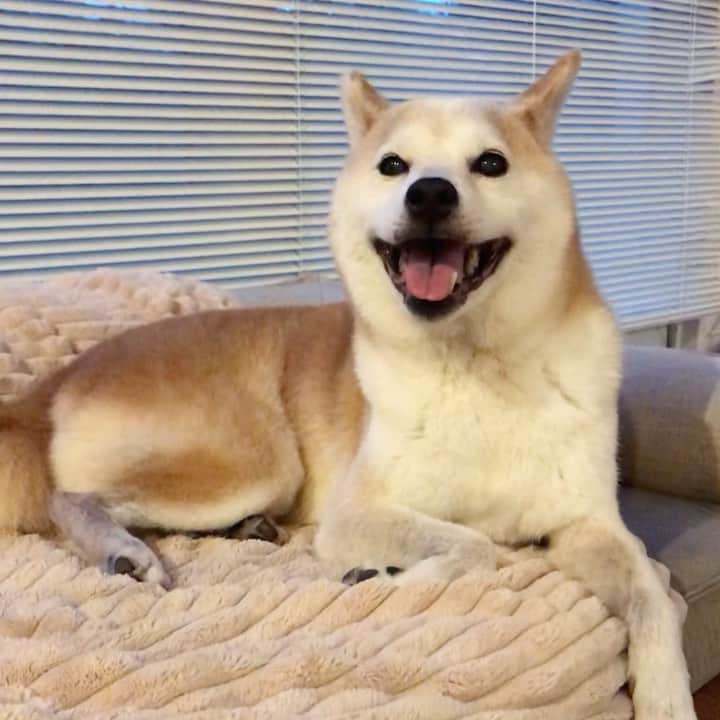 のインスタグラム：「散歩から帰宅して暑くてハァハァ👅笑顔風😂 #笑うと可愛い #もっと笑ってほしい」