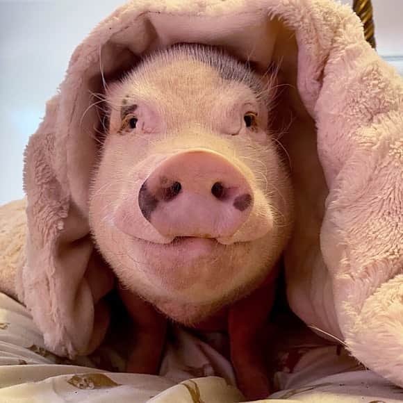 Priscilla and Poppletonさんのインスタグラム写真 - (Priscilla and PoppletonInstagram)「Monday Mood! Go ahead and boop my snout!🐽😴 . Reminder... Today is the LAST DAY to get 15% off EVERYTHING in our store with the Code POP15. We have face masks, blankets, beach towels, apparel, mugs, totes, phone cases and more. Go to vardise.com/prissy to shop and use code POP15 to save! All proceeds go to our 501c3 non-profit rescue @prissyandpops_helpinghooves. ThOINKs for your support!🐷💗#lastday #sale #15percentoff #prissyandpopshelpinghooves #PrissyandPop」7月27日 21時50分 - prissy_pig