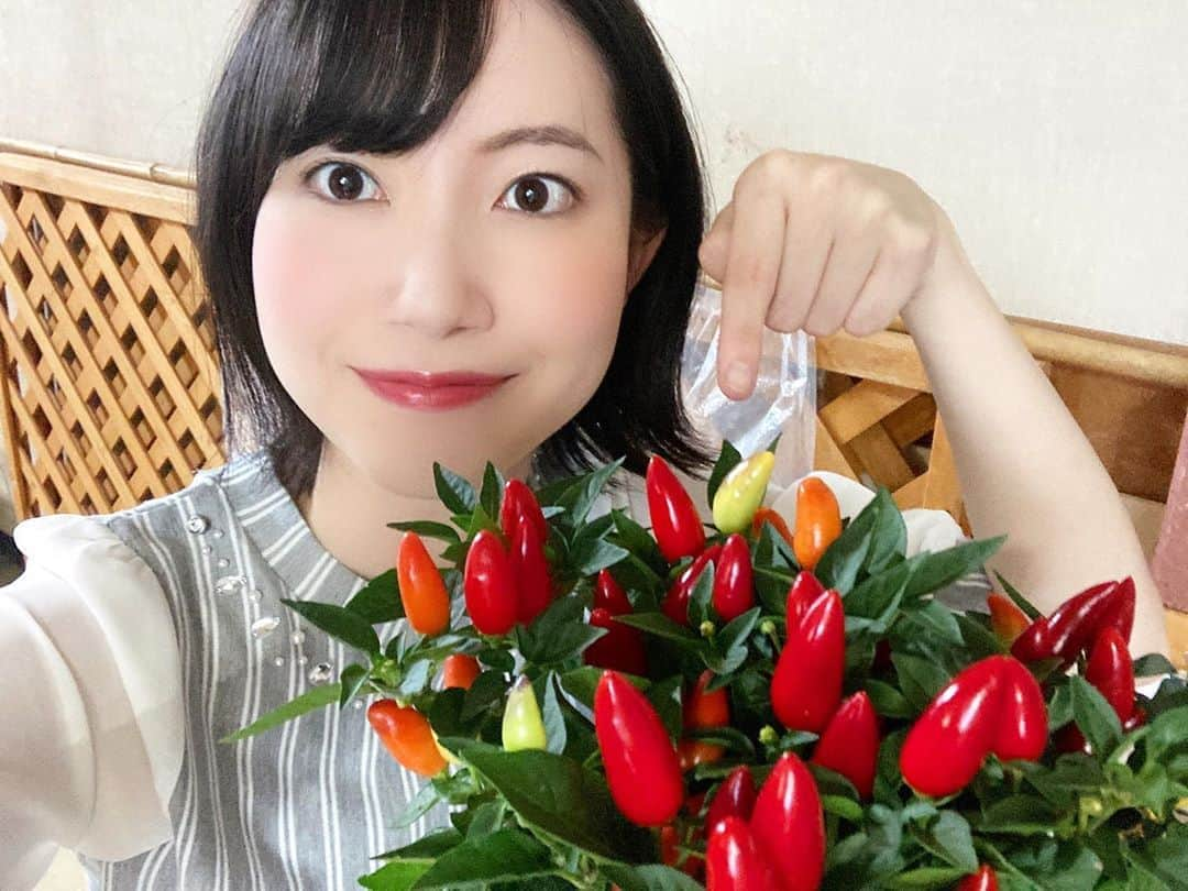 菅原智郁さんのインスタグラム写真 - (菅原智郁Instagram)「今週の鉢植えはこちら！ 「花ナンバン」です🌶 観賞用の唐辛子です🌶 ぜひ応募してくださいー！ . .  あすの県内は、大雨となるおそれがあります。 みなさん、こまめに情報を確認して、早め早めの行動をしましょう…！ 何事もありませんように。  . .  #山形 #山形テレビ #アナウンサー #菅原智郁 #天気予報 #ゴジダス #花樹有 @hana.kajuaru」7月27日 21時58分 - tomotomokaaaa22