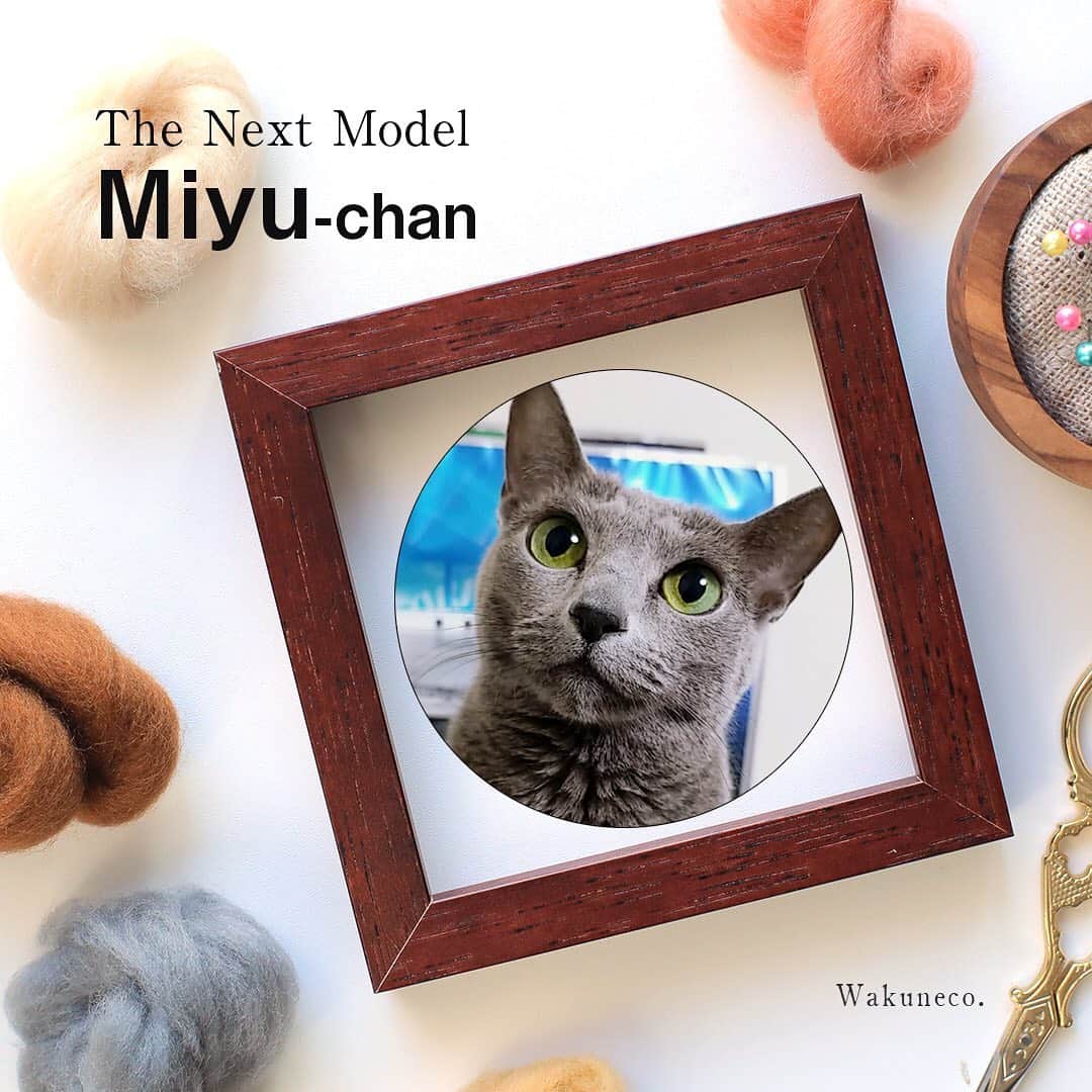 わくねこ羊毛フェルトのインスタグラム：「This is the cat I'm trying to make, Miyu. ・  I will be interviewed by the media for this project. ・  Therefore, the number of posts in the production process may be less than usual. ・  However, I will show you a very nice "Miyu" when it is completed. ・  I have received many questions about my order.  Check the previous article.  Thank you.😃 ・ ・ ・ 私が次に制作する猫ちゃんは、 10歳になる「みゆ」ちゃんです。 ・ ・ 3月のオーダーエントリーでは、世の中が大きく揺さぶられ、不安に包まれる空気の中で募集することとなってしまい、 そんな最中でもご応募くださいました多くの方々に、言葉にはならない感謝の思いでおりました。本当に本当にありがとうございました。 ・ ・ もっとたくさんの方へお届け出来ればいいのに、と 歯がゆい気持ちです。 ・ ・ 次のエントリーは来年になります。 是非、次回もご応募頂けますと嬉しいです🙇‍♀️ ・ ・ ・ 今回制作するみゆちゃんですが、 実は、とあるメディアの番組の取材を受けながらの制作となります。😳💖💦 (具体的な内容をお話できるタイミングは、まだ先になりそうです🙏💦) ・ ・ 私にとって初めてのことで、 ドキドキ ワクワク  ちょびっと ビビっております。 ・ ・ そのため今回の制作は、インスタへ投稿できる内容がいつもより少なくなりそうです。 (いつも投稿数多くないのですが💦) ・ ・ 投稿しても大丈夫そうな進行状況を、 ふらっとインスタに投稿しようと思います☺️💐 ・ ・ その間、私の3猫の投稿をするかもしれませんが、お付き合い頂けると嬉しいです🐱🐱🐱💓 ・ ・ いつも皆様からの愛ある応援に、本当に勇気づけられています。 迷ったり、立ち止まったりしてしまうことも多い私ですが、 精一杯、みゆちゃん制作に全力投球したいと思います☺️🙏💓」