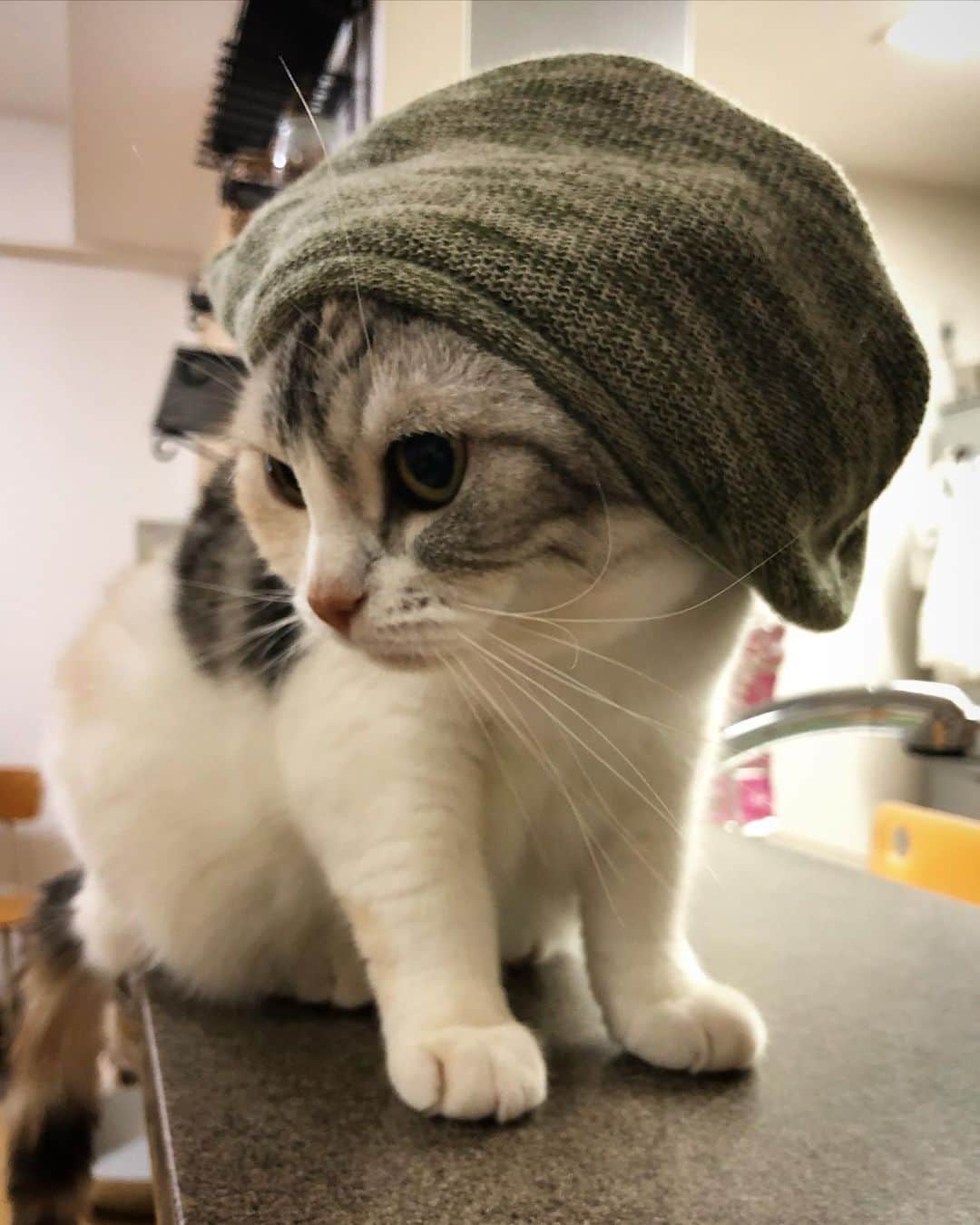 ホタテ＆クラム＆シラスのインスタグラム：「ニットキャップキャット #cat #neko #ScottishFold #猫 #ねこ #スコティッシュフォールド #catstagram #instagram #instagramjapan #ig_japan #igersjp」