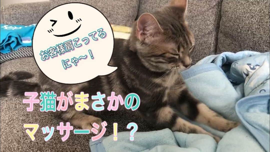 うえたけさんのインスタグラム写真 - (うえたけInstagram)「くらえ！必殺！子猫がまさかのマッサージ！？動画！ YouTubeぬまんづの必殺技チャンネル！で確認出来るぜ😎  #子猫 #アメリカンショートヘア #キキちゃん #寝顔 #フミフミ #キュン死注意」7月27日 22時13分 - numanzu_uetake