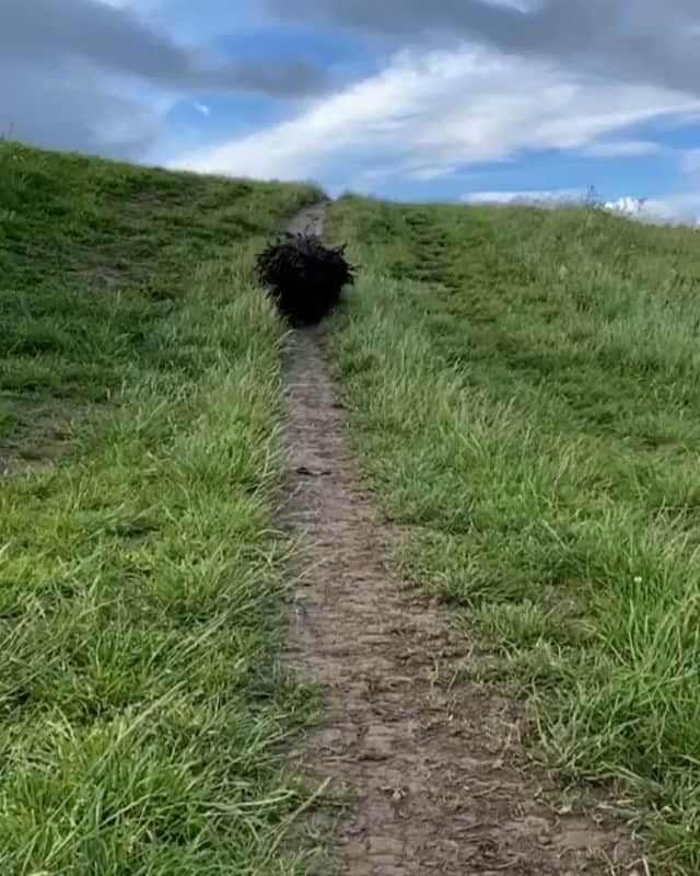 Nature|Folk|Portrait|Videoのインスタグラム：「Tag yor friends 🖤✌ ━━━━━━━━━━━━━━━━━━━ Video by @the.dreadlock.dog  Congratulations!  Selection by  @unsalsicilli ━━━━━━━━━━━━━━━━━━━ Team #ig_mood Founder @humanistagram ━━━━━━━━━━━━━━━━━━━  ━━━━━━━━━━━━━━━━━━━ #dogs_of_instagram #dogs #dogstagram #nature #hairstyle」