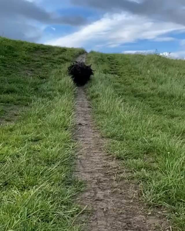 Nature|Folk|Portrait|Videoのインスタグラム：「Tag yor friends 🖤✌ ━━━━━━━━━━━━━━━━━━━ Video by @the.dreadlock.dog  Congratulations!  Selection by  @unsalsicilli ━━━━━━━━━━━━━━━━━━━ Team #ig_mood Founder @humanistagram ━━━━━━━━━━━━━━━━━━━  ━━━━━━━━━━━━━━━━━━━ #dogs_of_instagram #dogs #dogstagram #nature #hairstyle」