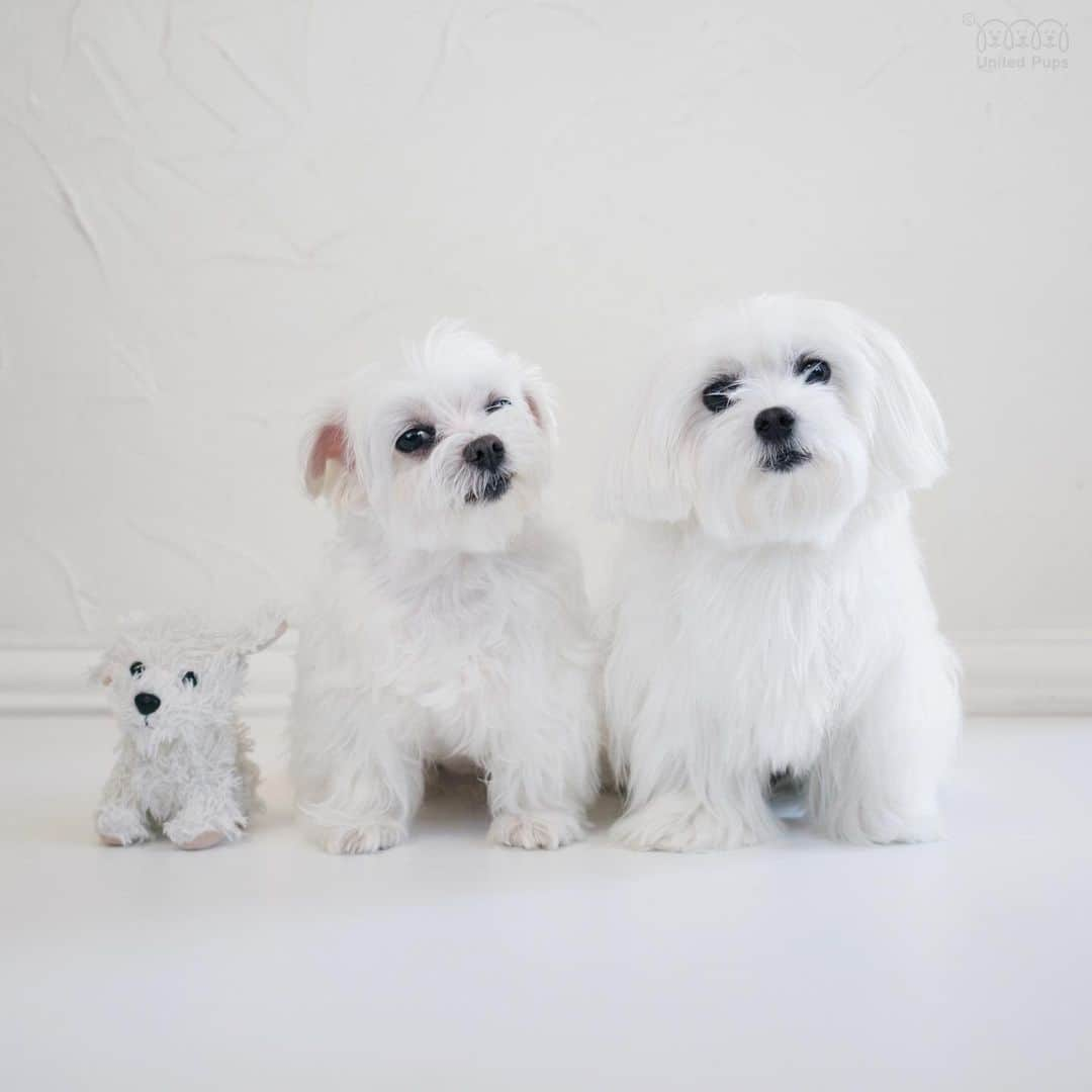 hi.arodさんのインスタグラム写真 - (hi.arodInstagram)「This is our small, smaller, and smallest 😁  Inspired by @maltese_puppy_teddy  ・・・  #thisisus#familytime#mycrew#familyfirst❤️#allthelove#whitedogs#squadgoals#teamfun#buddies#reunited#squadlife#barkpack#bff#cutestsquad#dogsquad#smalldogs#myteam#happydogshappylife#woof#woofwoof#pawfect#pawfection#maltese#malteseofinstagram#malteselovers#malteseofficial」7月27日 23時06分 - hi.arod