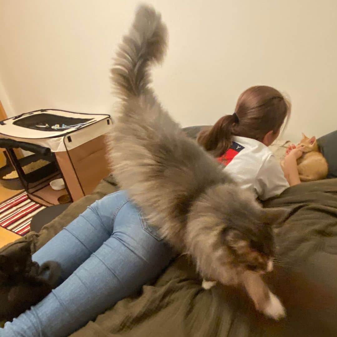 のインスタグラム：「ぷーぷーの幼なじみは、仔猫にも大人気だった…。猫寄せフェロモン的なのが出ている？ _  #ぷーぷー #ねこ #猫 #メインクーン #cat #catstagram #catsagram #catsofinstagram #cats_of_world #catlover #catlovers #catholic #cat_of_instagram #catlife #mainecoon #mainecoonlife #mainecoonlover #fluffy #bigcat #ねこ部 #ふわもこ部 #メインクーン部  #にゃんすたぐらむ #ねこすた #ねこすたぐらむ  #ねこと暮らす #ぺーぽん #保護猫」