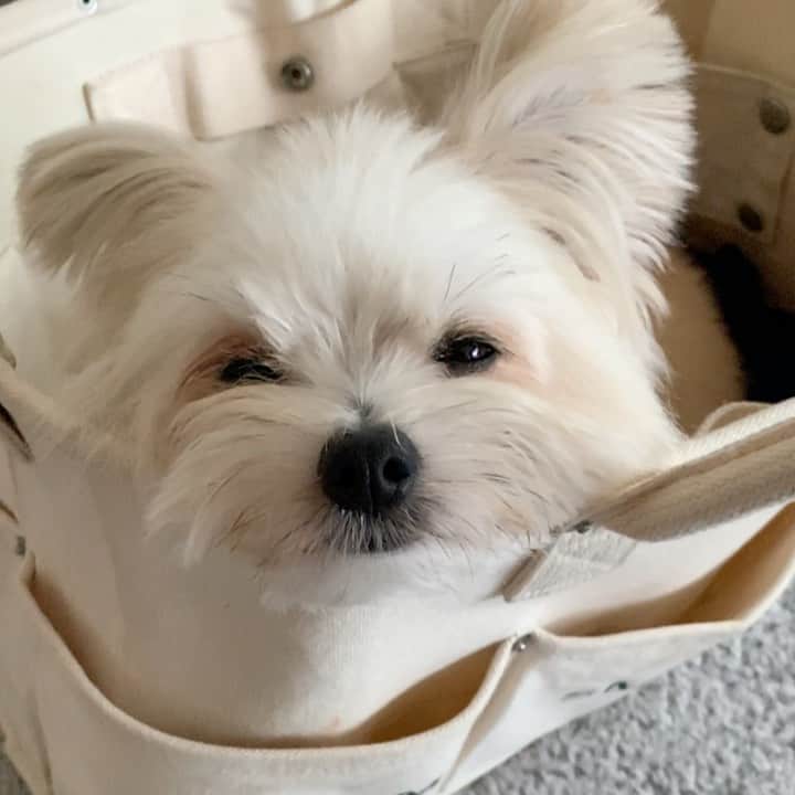 チャン・リーメイのインスタグラム：「とにかく眠いボク。。。 ✴︎ おやすみなさい💤💤 ✴︎ #doginstagram  #pomeranianmix #sleepydog #mysweetheart」