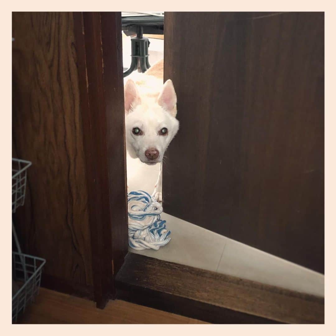 パンといっぴきのインスタグラム：「#元保護犬 #雑種犬 #crossbreed #mixdog #キップル14歳」