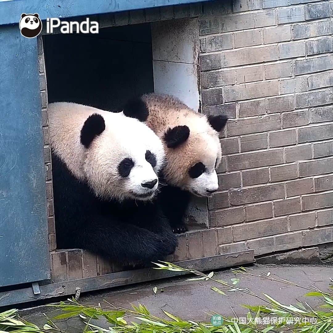 iPandaのインスタグラム
