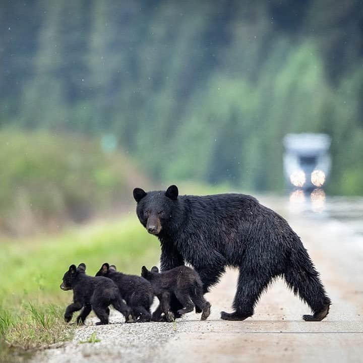 Explore Canadaさんのインスタグラム写真 - (Explore CanadaInstagram)「The cutest momma bear with her triplets! Also, a good reminder that bear season is upon us and there are a few things you can do while exploring your local area to help keep these beautiful animals wild and yourself safe:⁠ ⁠ 🆒 If you see a bear, keep your cool. Speak calmly but firmly to the bear and make yourself appear big. Back away slowly rather than running away.⁠ ⁠ 🔊 Make noise so the bears know you’re there. Near streams, dense vegetation and berry patches, call out, clap, and even sing!⁠ ⁠ 🐕 Keep your dog on a leash. Unfortunately, your friendly pup may provoke defensive behaviour.⁠ ⁠ ♨️ If you are travelling in bear country, it’s a good idea to carry bear spray.⁠ ⁠ #ExploreCanada⁠ ⁠ *Know before you go! Check the most up-to-date travel restrictions and border closures before planning your trip.*⁠ ⁠ 📷: @joedesjardins.ca⁠ 📍: @travelalberta⁠ ⁠ #ExploreAlberta #TravelAlberta⁠」7月28日 0時01分 - explorecanada