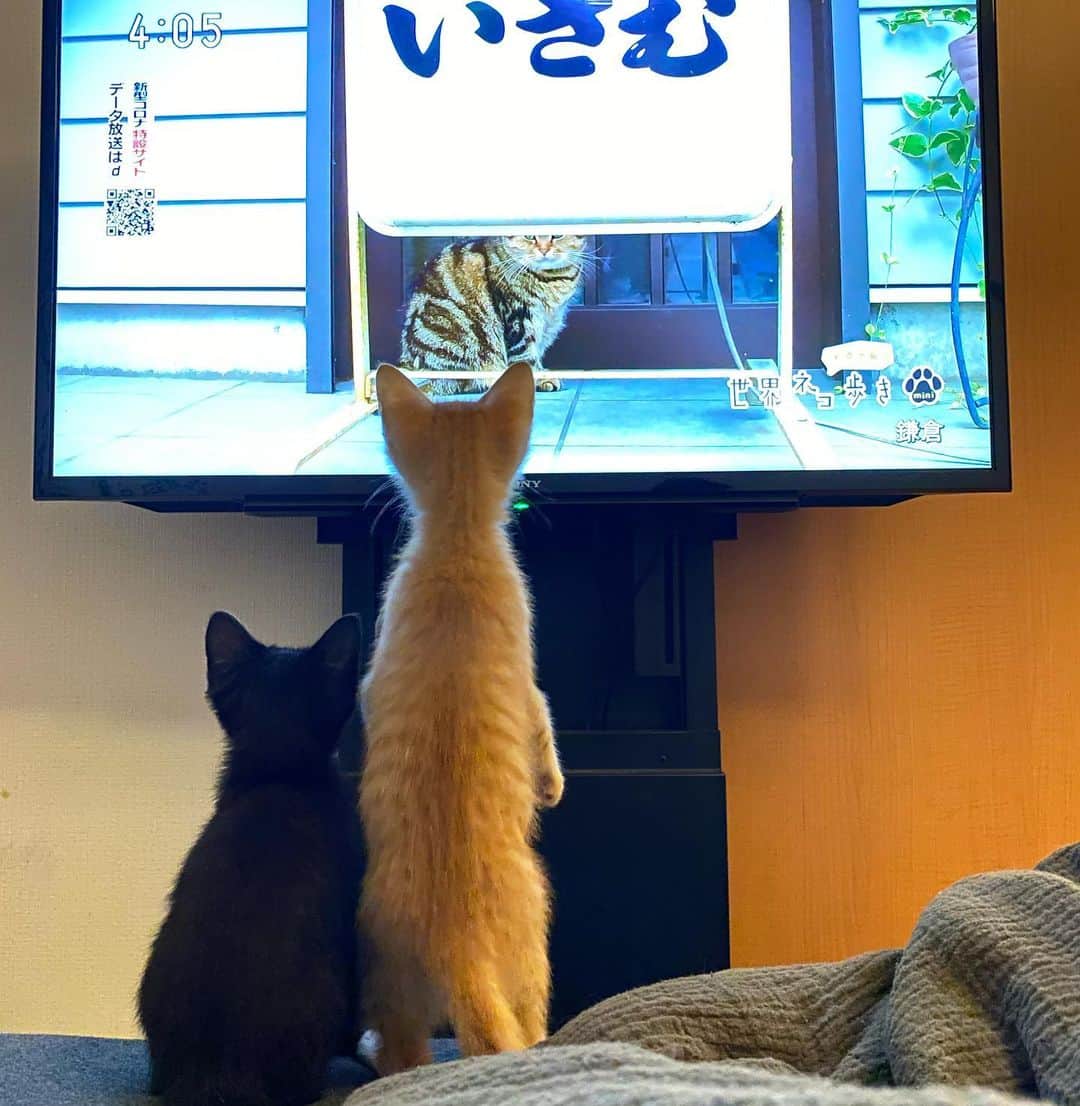 のインスタグラム：「初めて #世界ネコ歩き を観せたら即夢中に。すごい番組だ…。 _  #ぺーぽん #cat #kitten #catstagram #catsofinstagram #catsagram #babycat #子猫 #保護猫 #保護ねこ #仔猫 #ねこ #cat_of_instagram #cat_of_world #catlife #catlover #catlovers #fluffy #fluffycat #にゃんすたぐらむ #ねこすたぐらむ #仔猫 #blackcat #orangecat」