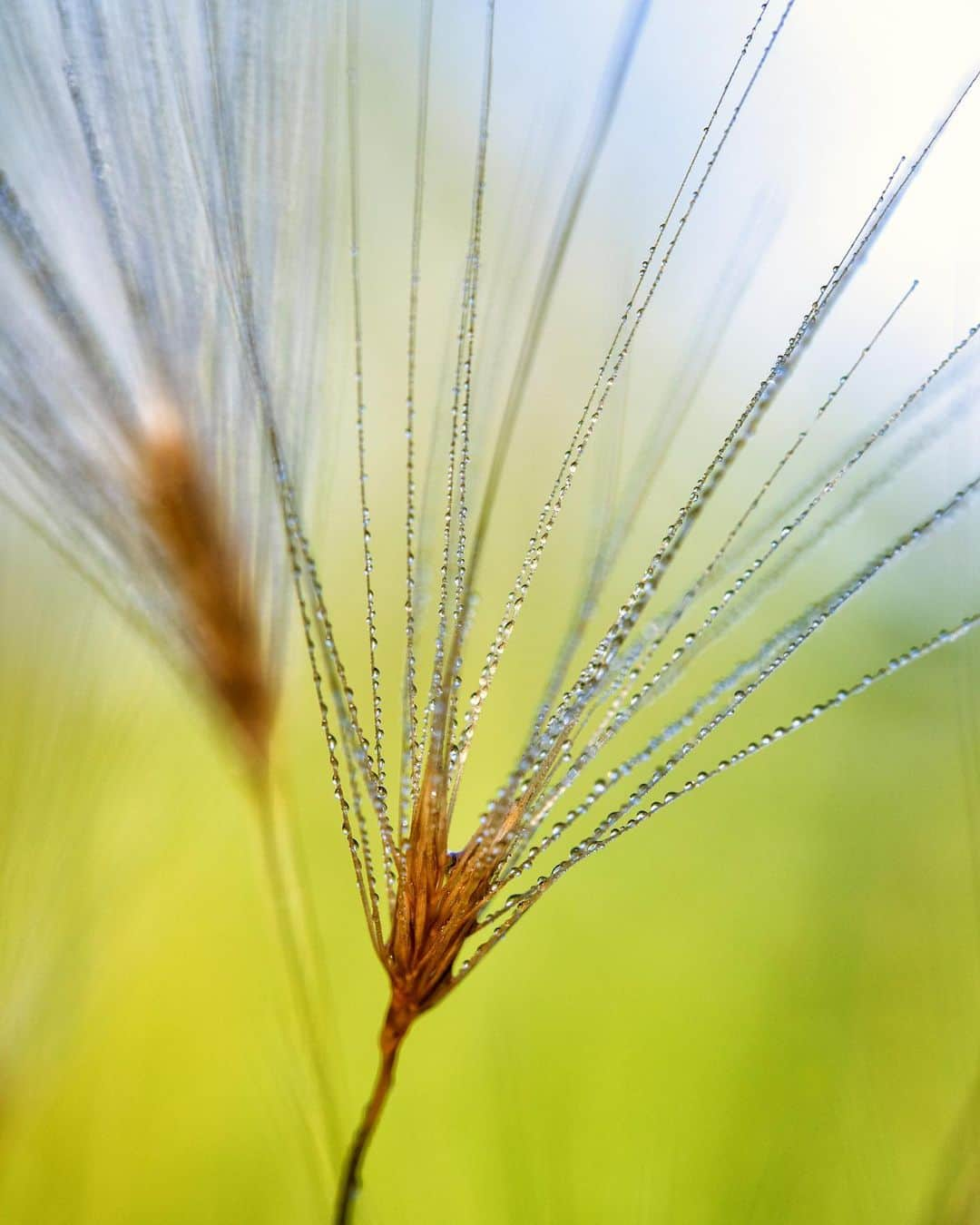 アンジー・ペインさんのインスタグラム写真 - (アンジー・ペインInstagram)「Home, part 2. A few more from some recent mornings out in Boulder.  • • • #macro #macrophotography」7月28日 0時05分 - angelajpayne