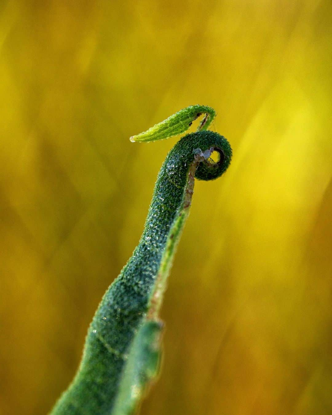 アンジー・ペインさんのインスタグラム写真 - (アンジー・ペインInstagram)「Home, part 2. A few more from some recent mornings out in Boulder.  • • • #macro #macrophotography」7月28日 0時05分 - angelajpayne