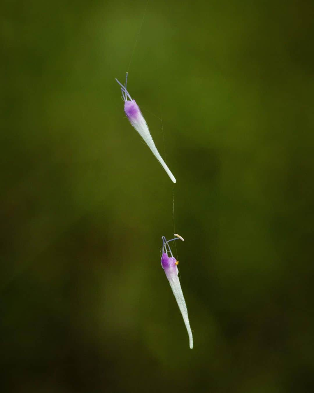 アンジー・ペインさんのインスタグラム写真 - (アンジー・ペインInstagram)「Home, part 2. A few more from some recent mornings out in Boulder.  • • • #macro #macrophotography」7月28日 0時05分 - angelajpayne