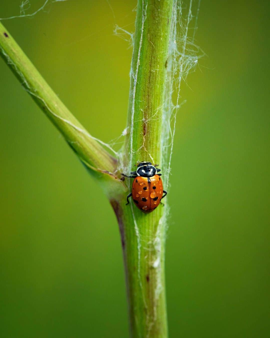 アンジー・ペインさんのインスタグラム写真 - (アンジー・ペインInstagram)「Home, part 2. A few more from some recent mornings out in Boulder.  • • • #macro #macrophotography」7月28日 0時05分 - angelajpayne