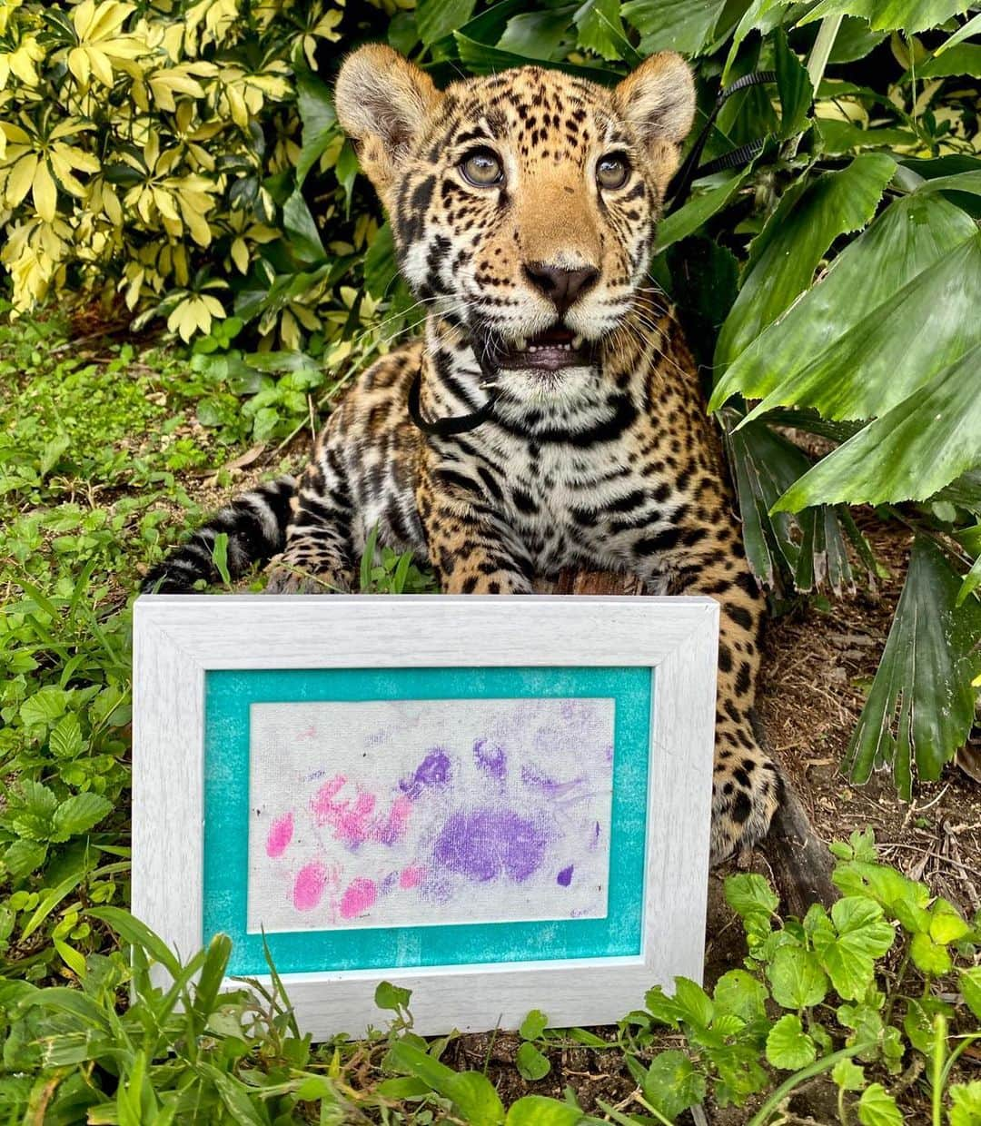 Zoological Wildlife Foundationさんのインスタグラム写真 - (Zoological Wildlife FoundationInstagram)「Solar bowing off his masterpiece!🐾💚 #pawsome #instagramartist」7月28日 0時28分 - zwfmiami