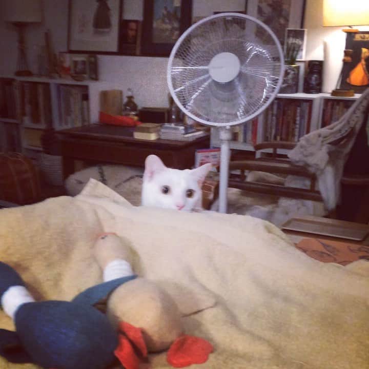 岡田屋鉄蔵のインスタグラム：「今日のナブさん」