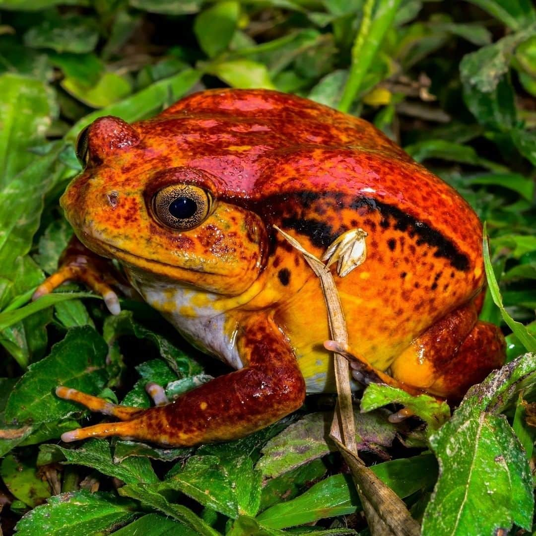 アニマルプラネットさんのインスタグラム写真 - (アニマルプラネットInstagram)「Madagascar is crawling (or should we say jumping) with frogs! In fact, there are more than 300 on the island alone, three of which are classified as tomato frogs. Wonder where that name came from… . . . . . . . #madagascar #madagascarmonday #frog #tomatofrog #wildlife #africa #animals #animalplanet #discovery #photooftheday #pictureoftheday」7月28日 1時00分 - animalplanet