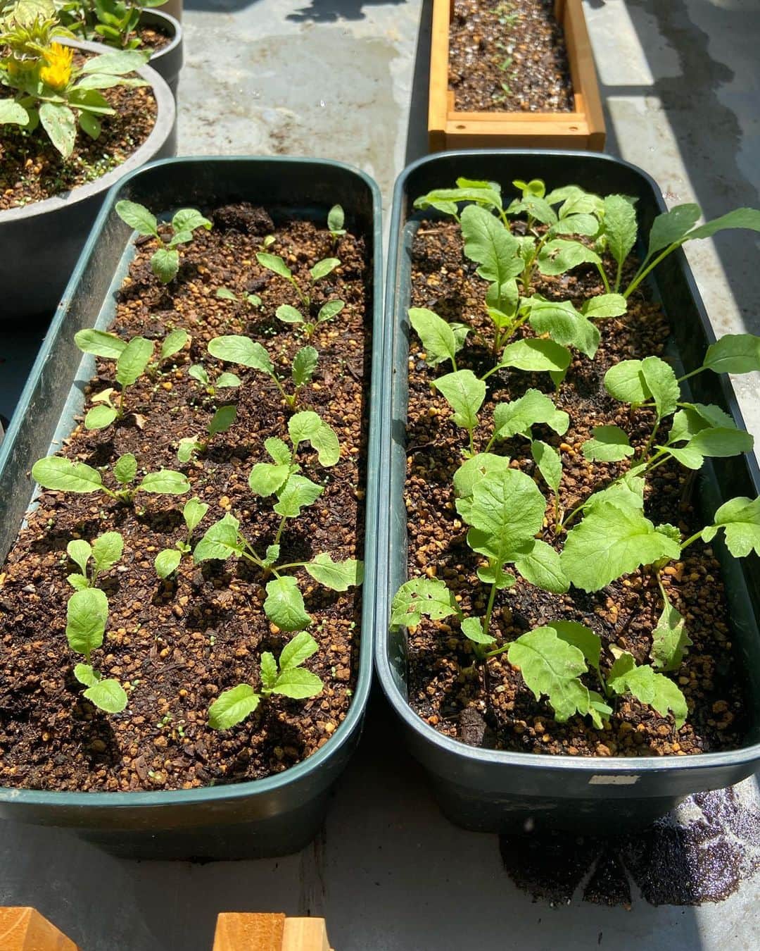 蓮沼千紘さんのインスタグラム写真 - (蓮沼千紘Instagram)「#生ゴミと土と私　vol.5 . . 結局月一なレポートです。📃. . . 写真1枚目参照。  左) 再生土7コーヒーの飲み殻堆肥3 右)再生土3コーヒーの飲み殻堆肥7 . それぞれに同じタイミングで同じラディッシュの種を植えました。 . 葉の発育の良さは明らかにコーヒーの飲み殻堆肥の土の割合が多い右のプランターです。  左のプランターは発育が悪かったので、 緑肥として野菜と一緒に植える事もあるという記事を見かけたのでクローバーを後から混合で撒き植えしました。  写真2枚目参照。  クローバーはすぐに芽を出しました。 葉の大きさは右のプランターの発育の方がいいですが、  写真3枚目参照。  なんと最初に根を膨らませたのは葉が小さい左のプランターの子でした！ 不思議です。 右のプランターは栄養が葉に行ってしまって実(根)がなかなか膨らまないのか？ 左のはクローバーが発育を促進させてのか？  私がやっていることは正解を探すものではなくただ楽しんでいるだけなのですが。 違いや進行が面白いです。  ラディッシュは二十日大根とも言いますが生憎の天気続きで発育は遅いです。 根が3ー4センチに膨れたら収穫時期とのことだけどそこまで大きくなるかなぁ。  今気になっているのは、コーヒーの飲み殻堆肥の割合の多い方の土で育ったラディッシュのリーフや実はコーヒーの香りがするのかどうなのか。 それぞれのプランターで取れたラディッシュを食べ比べてみるのが楽しみです。 右のプランターの根も膨らむといいなぁ、、。  写真4と5はオリジナルの土ではなく市販の培養土と薔薇用の土をミックスしたものを使って植えた4)茎ブロッコリー5)ケールです。すくすくと芽を伸ばしてきたので追肥しました。  写真6枚目は再生土を使ってトマトを植えたのですが発育が遅いので土に栄養が足りていないかもしれません。 根を傷つけないように一度抜いて培養土を足して植え直そうかなぁと考え中です。  また報告します！  #家庭菜園 #土 #生ゴミコンポスト #再利用 #土再利用 #🌱」7月28日 1時05分 - knitchihiro