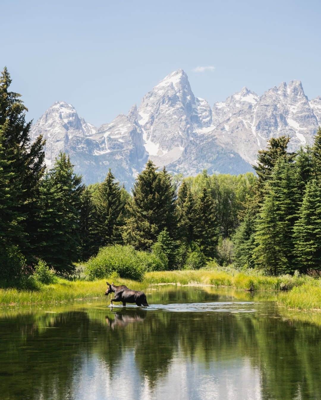 National Geographic Travelさんのインスタグラム写真 - (National Geographic TravelInstagram)「Photo by @taylorglenn  A moose wades through the beaver pond on a hot summer day at Schwabacher's Landing in Grand Teton National Park. Follow @taylorglenn for more from Wyoming and beyond. #grandtetonnationalpark #Wyoming」7月28日 1時06分 - natgeotravel