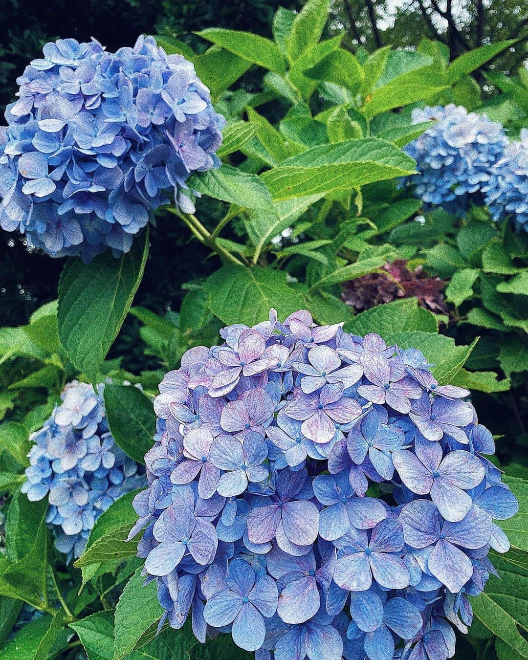 猪居亜美さんのインスタグラム写真 - (猪居亜美Instagram)「先日見た紫陽花💠綺麗に撮れました🥰」7月28日 1時09分 - ami_noi23