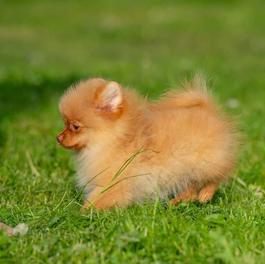 Puppy For Sale.さんのインスタグラム写真 - (Puppy For Sale.Instagram)「Очень маленький мальчик окрас оранж лайт.  Возраст 4,5 месяца 😊 ⠀ Самый лучший и целовательный мальчишка ⠀ В поиске самых лучших мампап🥰 ⠀ На все вопросы отвечу в Директ или Вотсапп ⠀ __ ⠀ Следите за нашими обновлениями и подписывайтесь👇 @artsimpatiya ⠀ Больше информации, фото и видео: Директ, на личном сайте питомника Арт Симпатия: www.artsimpatiya.ru」7月28日 1時20分 - artsimpatiya