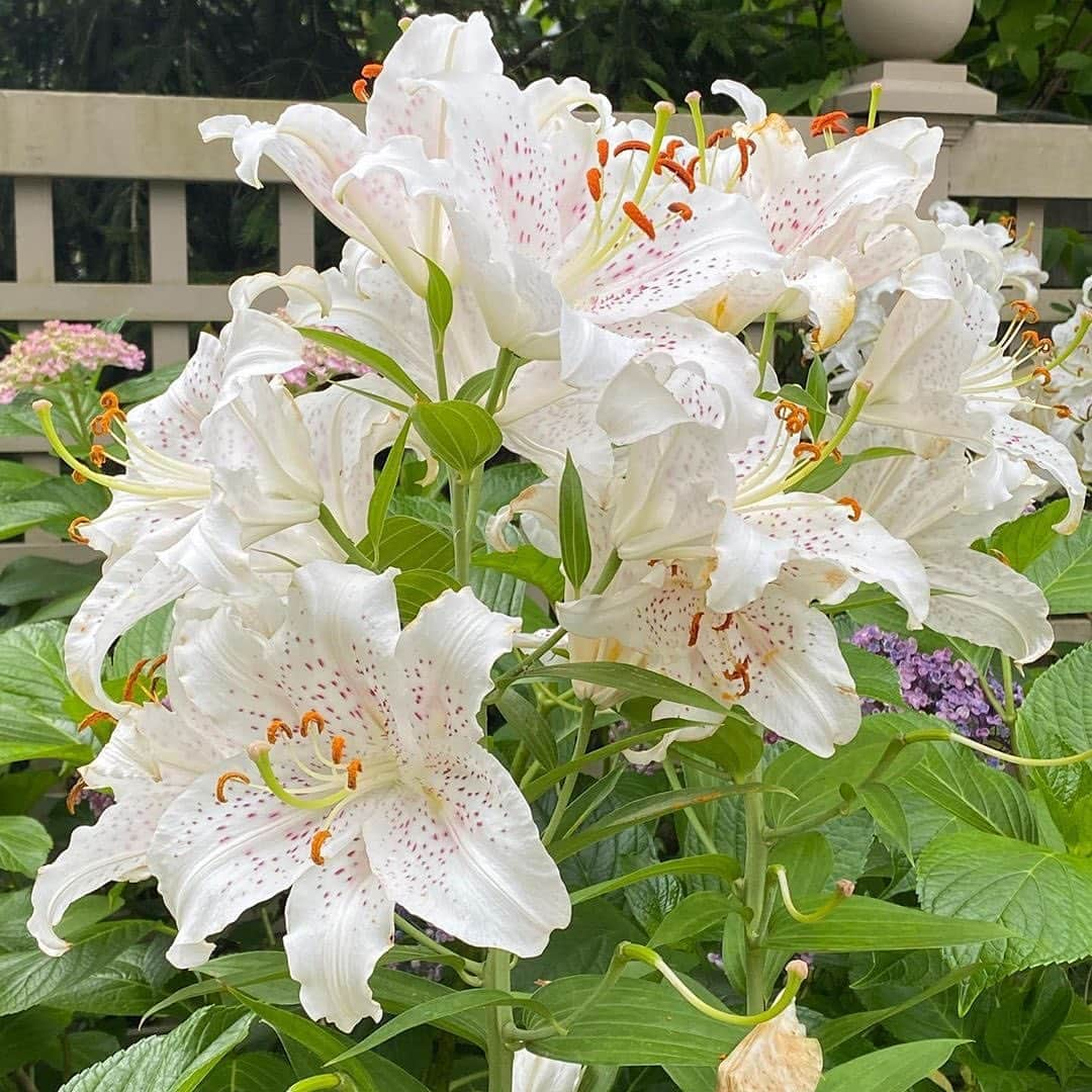 マーサ・スチュワートさんのインスタグラム写真 - (マーサ・スチュワートInstagram)「Sometimes even @marthastewart48 is surprised by the beauty sprouting in her gardens. "This is one lily that has grown in a crazy way! I counted forty five separate flowers on this one stem I have only seen this once before in Maine in my garden and that one had fifty blooms." #regram via @marthastewart48」7月28日 1時20分 - marthastewart