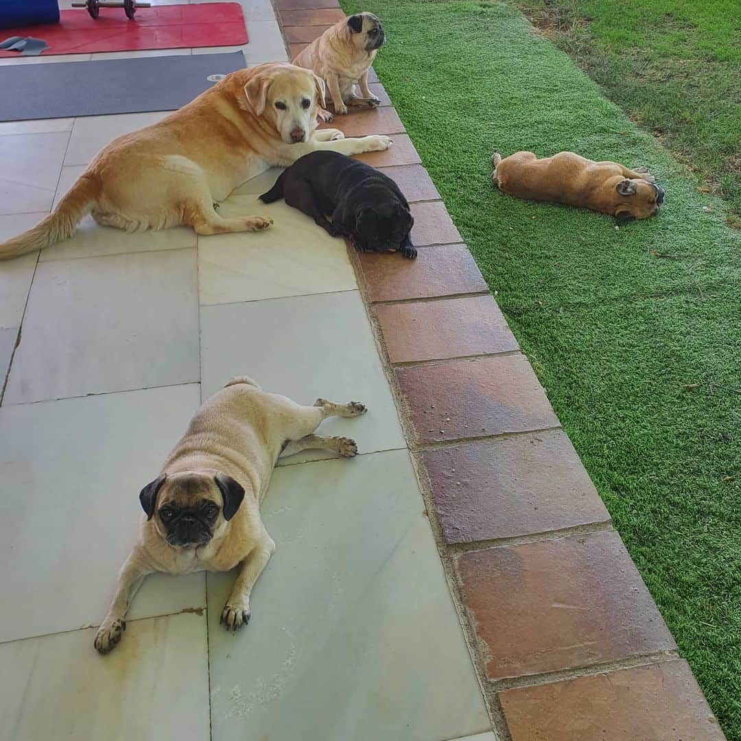 のインスタグラム：「#pug nikita# menudo calor!!!!😎😎😎」
