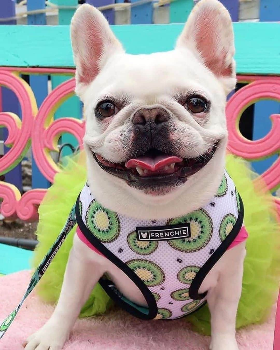 Regeneratti&Oliveira Kennelさんのインスタグラム写真 - (Regeneratti&Oliveira KennelInstagram)「Thinking about key lime pie 🍈😀 @lolatheterrible  . . Shop @frenchie_bulldog ⚡️THE COOLEST⚡️ swag for your pup! 🎁 Get 10% off  with code jmarcoz10 🐾 https://frenchiebulldog.com/ . . . . .  #frenchie #frenchies #frenchies1 #frenchiepuppy #frenchiesofinstagram #frenchbulldog #frenchbulldogs #frenchbulldogpuppy #frenchbulldogsofinstagram  #fralla #fransebulldog #franskbulldog #französischebulldogge #flatnosedogsociety #bulldogfrances #bouledogue #bouledoguefrancais #batpig #buhi #frogdog #squishyface #squishyfacecrew #redfawn #フレンチブルドッグ #フレンチブルドッグ #フレブル #ワンコ」7月28日 1時38分 - jmarcoz