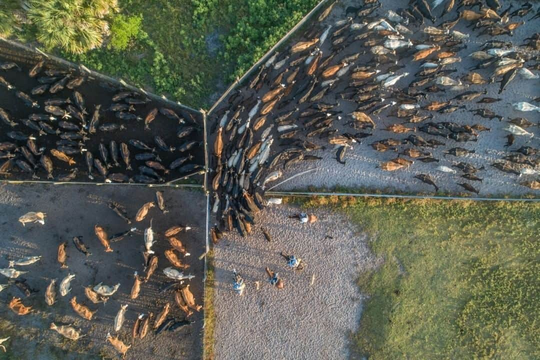 ナショナルジオグラフィックさんのインスタグラム写真 - (ナショナルジオグラフィックInstagram)「Photo by @carltonward  This aerial photo shows men and women on horseback, bringing cattle into pens for sorting at Buck Island Ranch in Florida’s northern Everglades. If you look closely you can also see cow dogs at work. Florida cattle are brought briefly into pens two or three times per year. Otherwise they live in low densities among seminative pastures and woodlands, typically less than one cow per five acres. While livestock are a major cause of deforestation and environmental degradation in parts of the world, cattle ranches in Florida are currently protecting some of the best remaining wildlife habitat from more intensive agriculture and suburban development. In fact, there is no path for the recovery of the endangered Florida panther, which needs to expand its territory, without the conservation of Florida ranches. Buck Island Ranch is also a research ranch, owned and operated by Archbold Biological Station. Shot for the @PathofthePanther project with @insidenatgeo. Check out @carltonward to see drone video from this same scene and @archboldstation to learn more. @flcattlemen @fl_wildcorridor #ranch #cattle #aerial」7月28日 11時39分 - natgeo