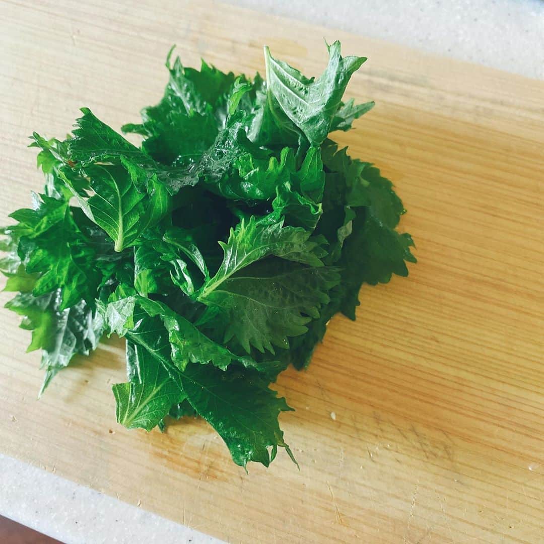 鈴木紗理奈さんのインスタグラム写真 - (鈴木紗理奈Instagram)「今日も大量の大葉を収穫‼︎  家庭菜園に断トツでおすすめの大葉。 毎日毎日どんどん生えてくる。 それでいて、大葉は生活習慣病にも美容にも健康にもすごくいい。 そして、味も美味しいなんて素敵すぎる。  #munehiroキッチン #紗理奈流dining」7月28日 12時39分 - munehirovoice