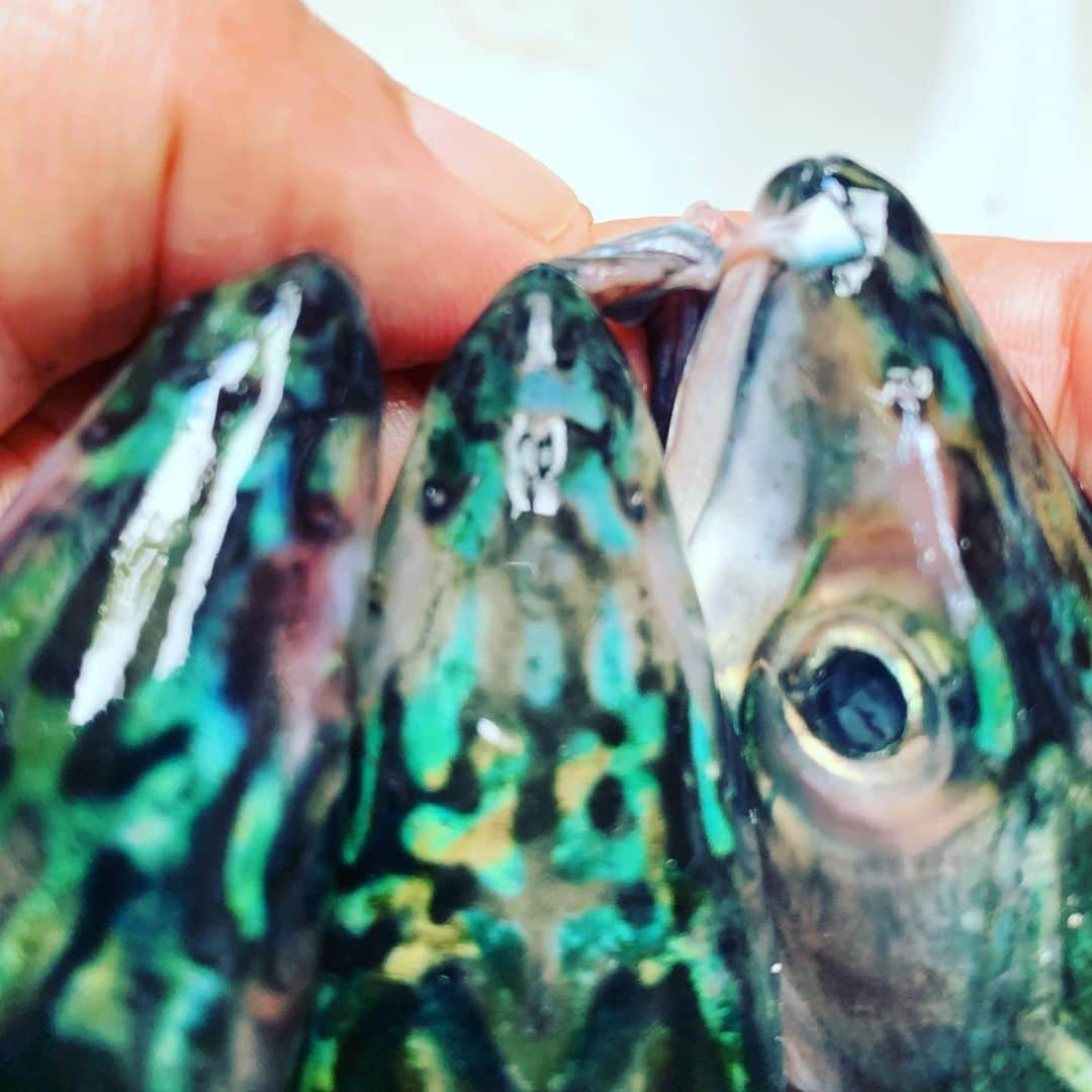 JULIEN D'YSさんのインスタグラム写真 - (JULIEN D'YSInstagram)「Beauté de la mer#poissons 🌊 #maquereau #couleur#magic pêché par mon frère joseph #la merveille de camouflage marin #turquoise#vert#bretagne #july27.2020 #baiededouarnenez #lavilledys#famille 🌊🌊🌊🌊🌊🌊🌊🌊🌊🌊💎💚💙」7月28日 4時04分 - juliendys