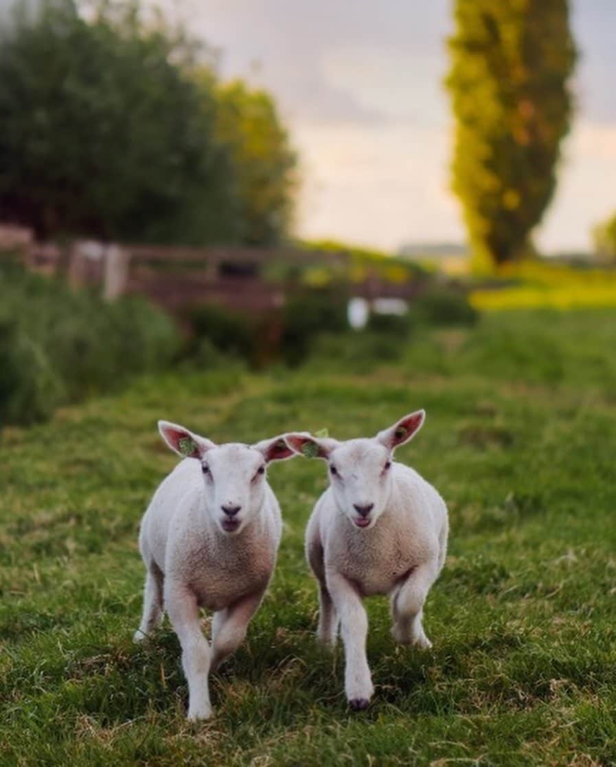 Tumblrさんのインスタグラム写真 - (TumblrInstagram)「They’re baaaaack! — klaascows.tumblr.com⁠⠀ #tumblrstaffpicks: #klaascows⁠⠀ #animals #sheep #cute⁠」7月28日 4時31分 - tumblr