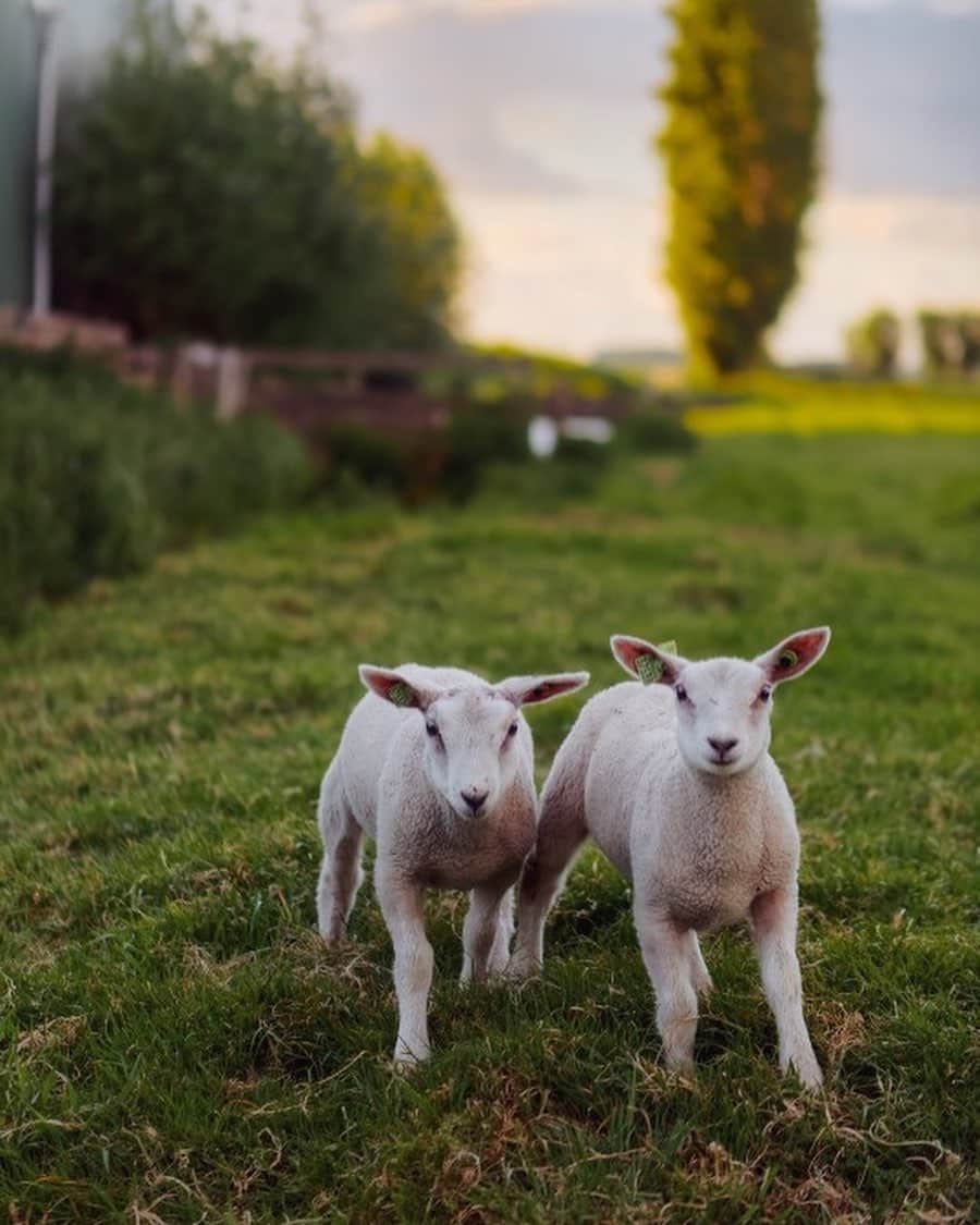 Tumblrさんのインスタグラム写真 - (TumblrInstagram)「They’re baaaaack! — klaascows.tumblr.com⁠⠀ #tumblrstaffpicks: #klaascows⁠⠀ #animals #sheep #cute⁠」7月28日 4時31分 - tumblr
