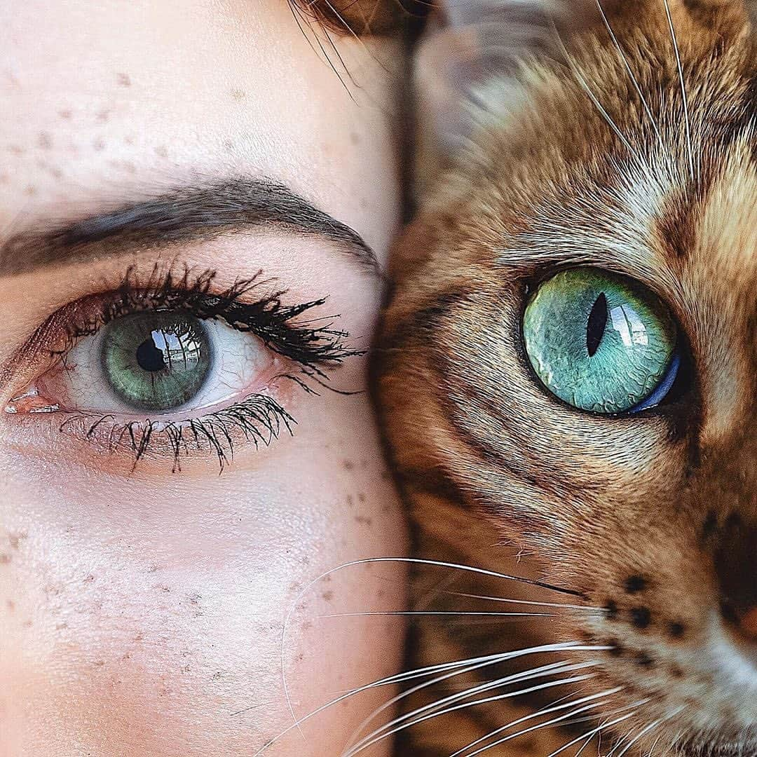 Cute Pets Dogs Catsさんのインスタグラム写真 - (Cute Pets Dogs CatsInstagram)「👀💚 beautiful!⠀⠀⠀⠀ Support us with a ❤️ From @sukiicat Notification ON 💙 #kittens_of_world and follow us to be featured 😸 . #kitty #cats #kitten #kittens #kedi #katze #แมว #猫 #ねこ #ネコ #貓 #고양이 #Кот #котэ #котик #кошка #cat #cats #catofinstagram #catoftheday #catlover #catsagram #catlovers #cat_features #catlady #catlife #catlove #catsgram #cutecat」7月28日 5時00分 - dailycatclub