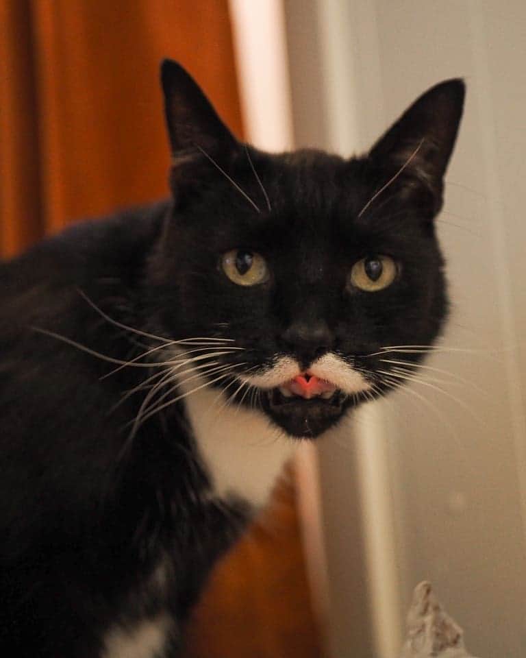 のインスタグラム：「Stalin has epilepsy, food allergies and is close to being deaf as a post, but I still feel really happy to be owned by this super dorky dude that brings so much laughter and joy to our home 🧡💛 What makes you appreciate your feline companion(s) most? 🤔」
