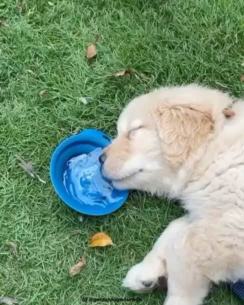 DogsOf Instagramのインスタグラム：「“Looks like I found out what a Sunday funday is 🤪 #needwater” writes @goldenboybourbon   #dogsofinstagram」