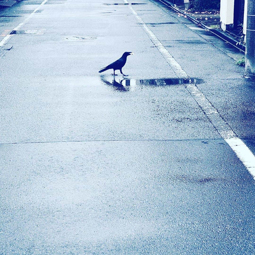中野敬久さんのインスタグラム写真 - (中野敬久Instagram)「#rain #crow #strutting #eating #wet #hope」7月28日 6時51分 - hirohisanakano