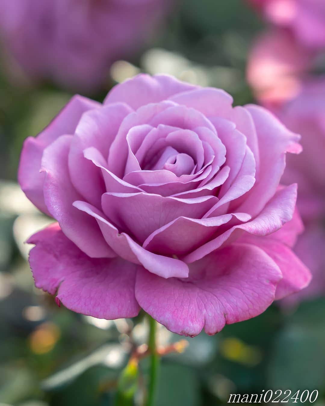 mani022400のインスタグラム：「. 28 Jul. 2020 ． . Good morning🌸🌺🌹✨ . . location:Kanagawa camera:a7r3 lens:Sony70200GM  . . 🌺🌺🌺🌷🌷🌷🌹🌹🌹🌸🌸🌸 ご訪問ありがとうございます🙇 . お花以外の写真は サブアカウントにポストしています。 良かったら、覗いてください🙇🙇 ⬇️⬇️⬇️ @mani0224000   . 🌺🌺🌺🌷🌷🌷🌹🌹🌹🌸🌸🌸 . . . バラ  🔷🔷🔷🔷🔷🔷🔷🔷🔷 discoverwithalpha ﻿ japan_ilc﻿  a7rm3 ﻿ sel135f18gm  sel55f18z  #カメラ好きな人と繋がりたい  #flower  #花 #flowers   #写真好きな人と繋がりたい love_bestjapan  serahana #ファインダー越しの私の世界    #healing_roses_  #bns_lite #eclecticshow #explore_floral . #9Vaga_Rose9 9vaga9  9vaga_3flowers9  #floristsandflowers #ip_blossoms_vip  #fabulous_shots ig_flowers #ponyfony_flowers #meiko_roses  meiko_flora_member #myheartinshots #la_flowers #rainbow_petals #top_favourite_flowers  #quintaflower #inspiring_shot #phx_flowers dreaming_in_macro #flower_special_legend  nature_special_legend  #ind_flowers #tv_flowers #best_mmf_vipday  #best_beauty_flora_  9vaga_flowersart9 #ptk_flowers #fleur_noblesse_m  .」