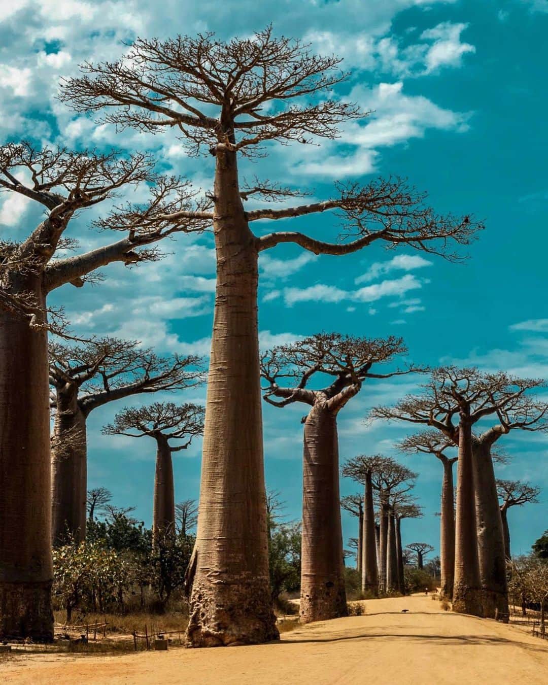 Cubby Grahamのインスタグラム：「Walking through the land of gentle giants. - Reminiscing on this surreal experience looking up at these Grandidier baobabs - the biggest and most iconic of Madagascar's six species of baobabs. You can’t help but be awestruck by the unmatched beauty of this place. It’s truly a wonder to witness and the kinda place that leaves you speechless. - Morondava, Madagascar」