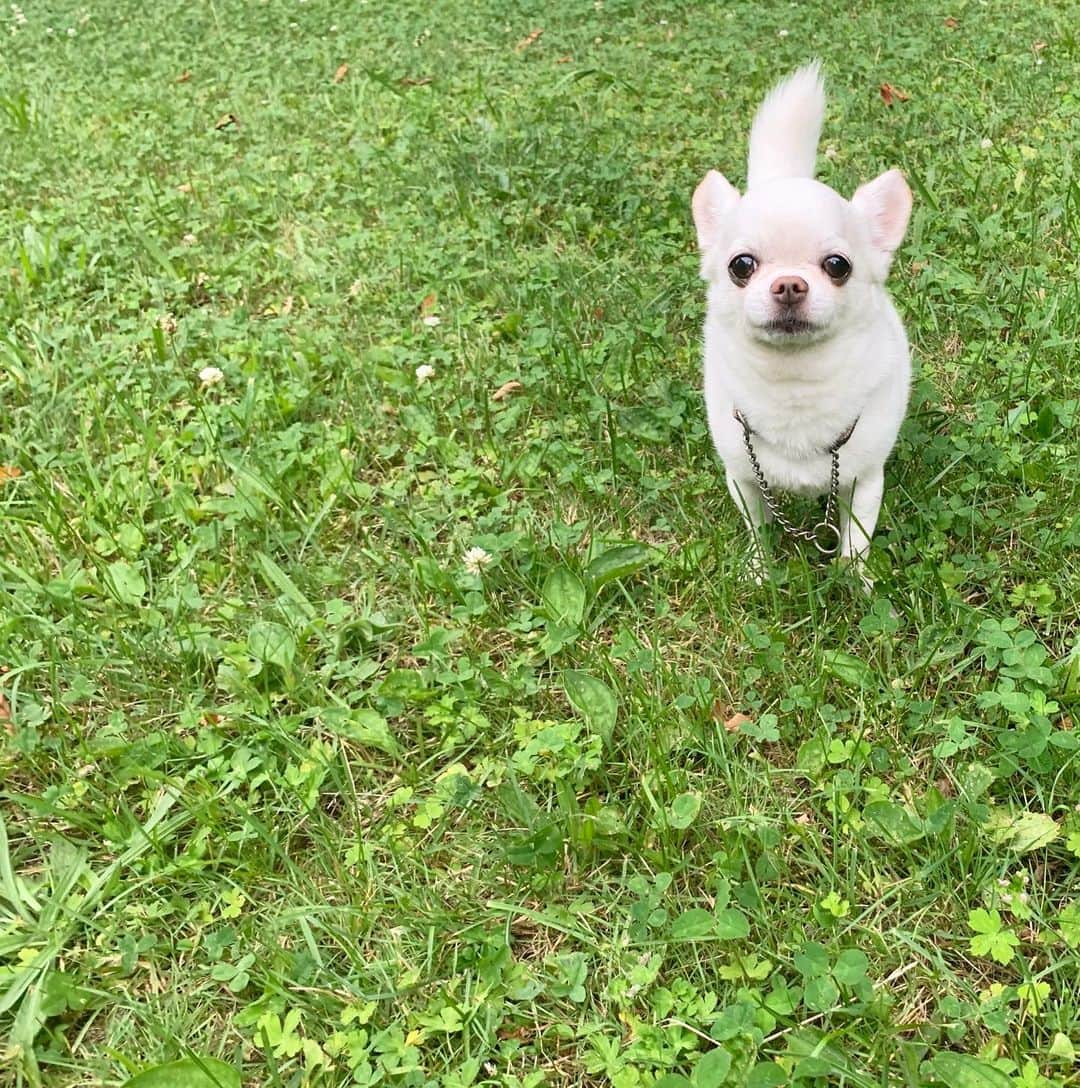 KORIKIのインスタグラム：「おはようございます♪ * #dogofsapporo #dog, #dogs, #dogstagram,#chihuahua,#犬バカ部,#チワワ,#koriki, #hanadog #白スムチ連合会, #スムチー,  #dogofthedayjp, #dogoftheday  #ilovemydog #instadog #instapet #WhiteChihuahua  #吉娃娃 #치와와  #dogsofinstagram #Chihuahualover  #ชิวาวา #チワワの輪 #barkbox #WhiteChihuahuaParty #もふもふモフモフ」