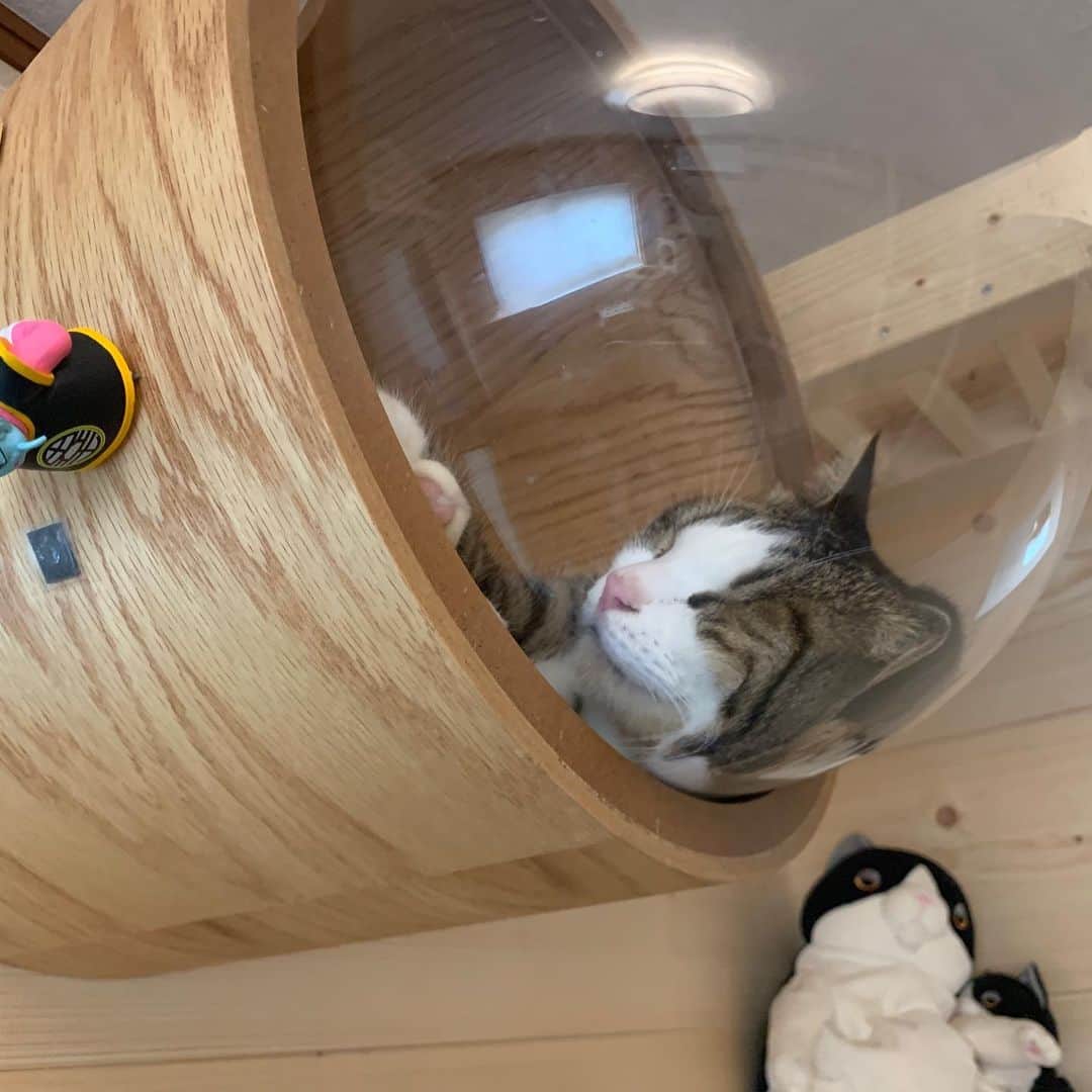 ひのき猫のインスタグラム