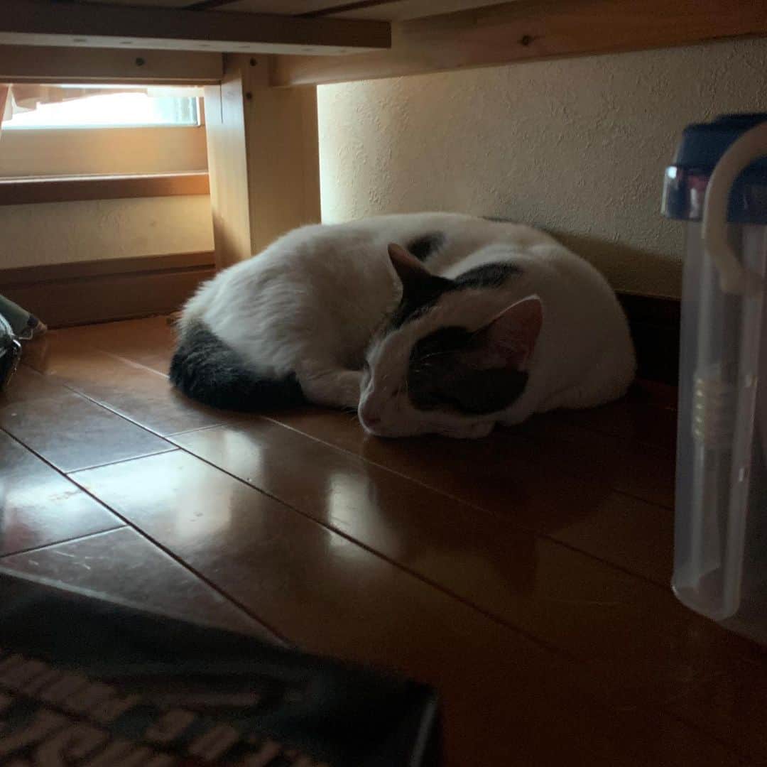ひのき猫さんのインスタグラム写真 - (ひのき猫Instagram)「am 7：30のひのき家。  みんなそれぞれで寝ています💤  オデコ、ひまわり以外は子供部屋で。  ひのきは机の下から、準備をする息子を見守ってます☺️  ・ ・ ・ #ひのき猫 #それぞれの場所で #かわいい猫 #にゃんすたぐらむ #猫部 #猫のいる生活 #cat #catstagram #cutecat #猫多頭飼い」7月28日 7時37分 - hinoki.cute.kitten