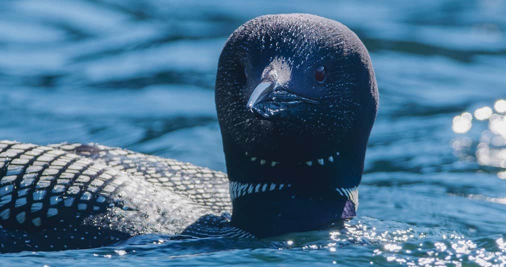 Tim Lamanさんのインスタグラム写真 - (Tim LamanInstagram)「Photo by @TimLaman.  Announcing a REDucation Live workshop I’m helping to host tomorrow for @RedDigitalCinema (swipe for details): After two weeks in Maine filming loons for @CornellBirds, I’ve been reviewing my footage and selecting stills.  Did you know that every frame from a RED camera is a RAW still image with the potential to equal or exceed the top still cameras?  In this workshop, @vincentlaforet, @buckarooshooter (Ivan Agerton) and I will share our experience and tips on how to get the most out of your RED camera for both stills and motion.  Here is a sample raw motion clip, and a still I selected from it with basic color correction.  The possibilities are awesome (not to mention the dynamic range of a RED sensor). Hope you can join us, and also stay tuned here to @TimLaman and sign up for my newsletter at link in bio for more of my tips and stories from the field.  #loon #Maine #CornellLabofOrnithology #ShotonRED」7月28日 7時47分 - timlaman