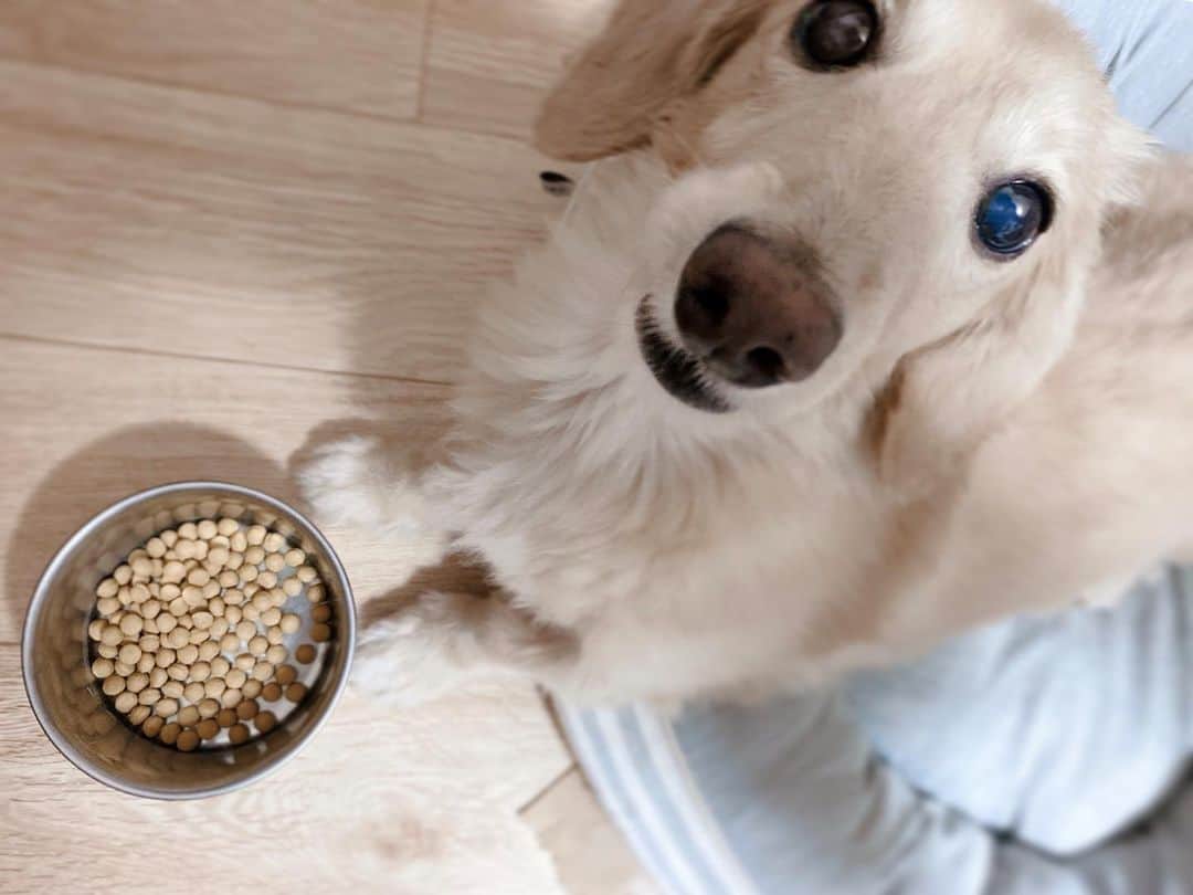 菅長愛子のインスタグラム：「🐶🍚  🐶愛犬(らぶ♀10歳)ミニチュアダックス  待て中のらぶ🐶🐶🐶📷❤️  たまに、良し👍って言う前に食べちゃうけど、それも可愛いからいいんです。(犬には甘い)  ヘルニアがこわいのでちょっとポッチャリならぶちゃんはダイエットしてます🐶 ． #犬のいる暮らし #ミニチュアダックス #ミニチュアダックスフンド #犬のいる生活 #犬好きな人と繋がりたい #いぬすたぐらむ #いぬのきもち #わんすたぐらむ #わんこのいる生活 #らぶ #🐶 #dogstagram #dog #dogs #doglover #family #love #diet #ダイエット #ダイエット仲間募集」