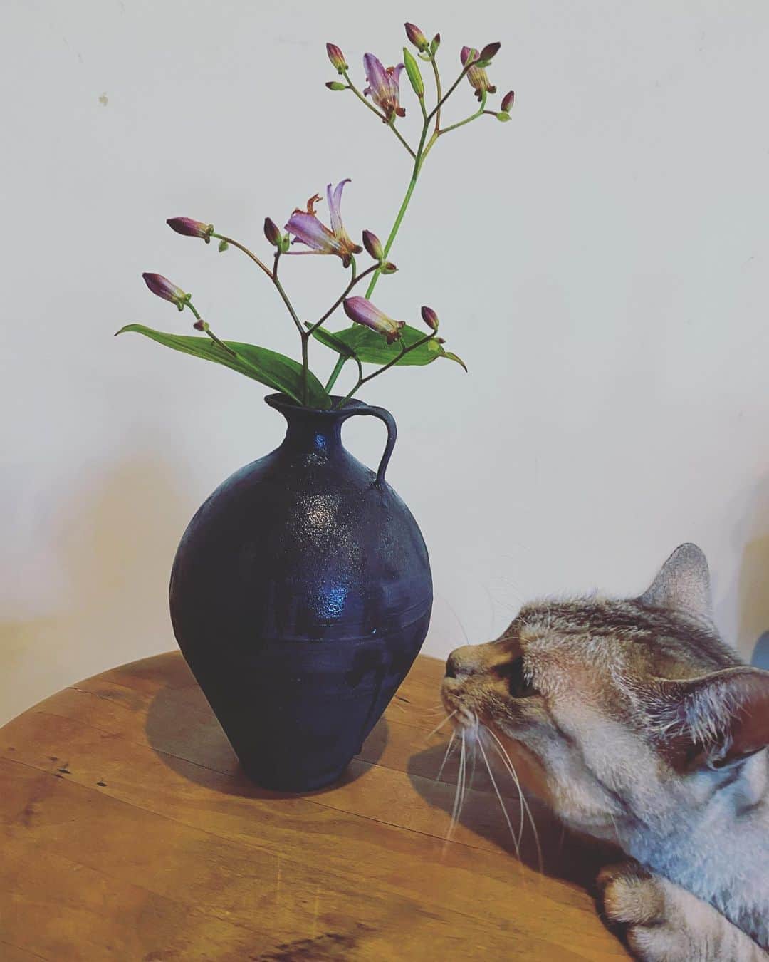 板谷由夏 さんのインスタグラム写真 - (板谷由夏 Instagram)「去年、父に教わった花、ホトトギス 庭で自生してるが、今年は株が増えた ハサミを入れたら、茎が葉が、夏の匂い」7月28日 8時14分 - yukaitaya