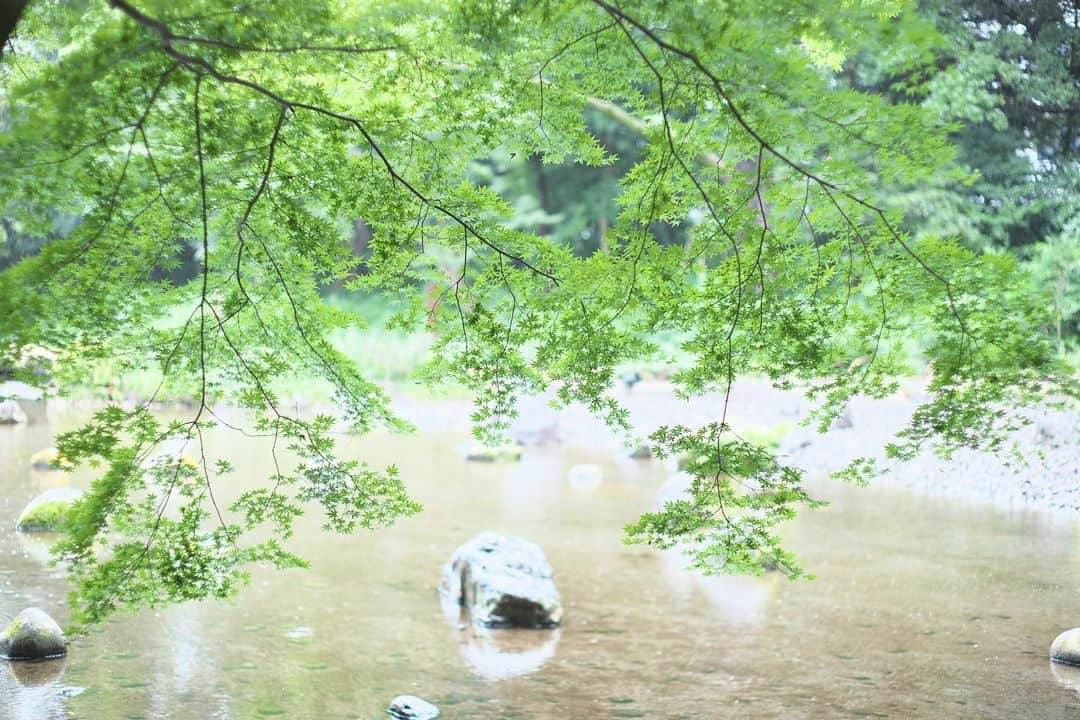 kiccyomuのインスタグラム：「☁️ 2020.07.28 Tue #小石川後楽園 天気も曇り空☁️で あまり花は咲いてなかったけど 緑のモミジは、綺麗で… 秋の紅葉🍁が楽しみ😊  今日も元気に🤗  location #東京 📷撮影 2020年07月26日 #オールドレンズ 📷 Minolta 絞りF2」