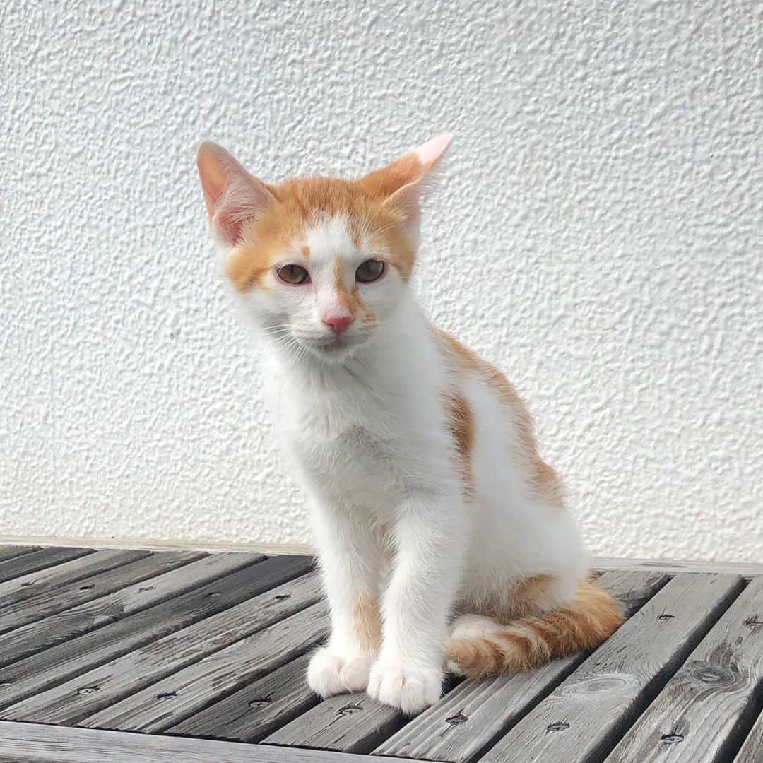 飯島望未のインスタグラム：「Lime💚 #LimeTheCat 可愛い可愛いらいむ💚 これからよろしくね。 #保護猫 #新しい家族  #足長マンチカン @dogrescue_anella #にゃんすたぐらむ」